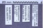 Etiketten zu Aplotarsus imperceptus (Gurjeva, 1987) (NHMW-ZOO-COL-0007811)